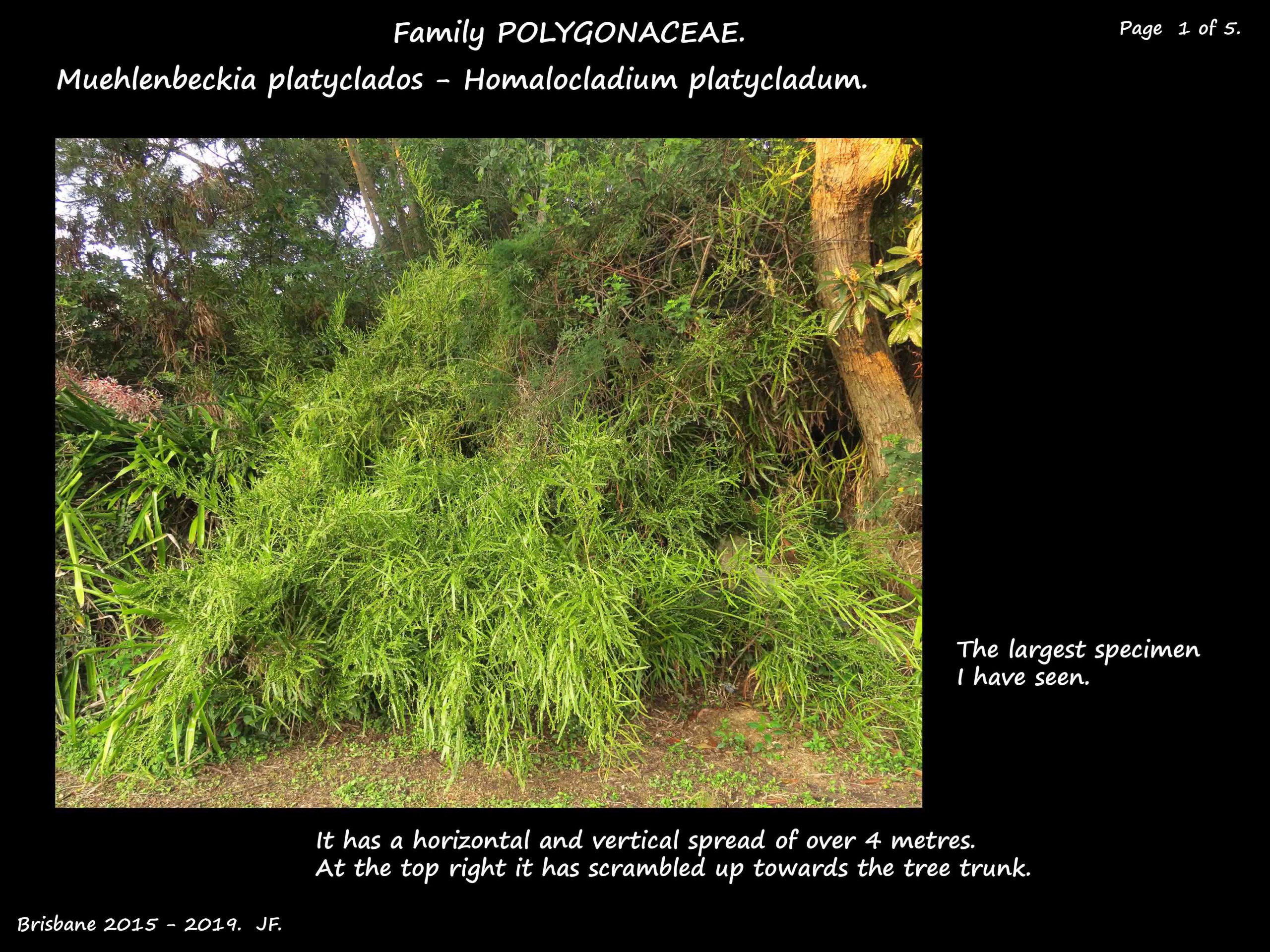 1 A Muehlenbeckia climbing shrub